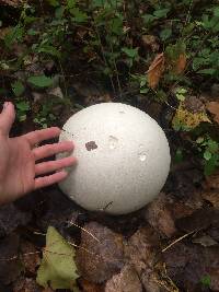 Calvatia gigantea image