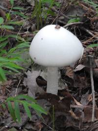 Amanita bisporigera image