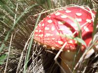 Amanita muscaria image