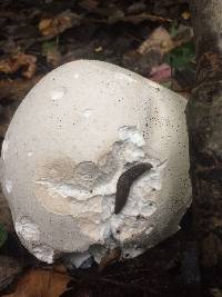 Calvatia gigantea image