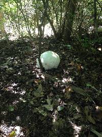 Calvatia gigantea image