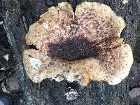 Polyporus squamosus image