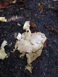 Calvatia gigantea image