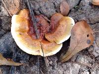 Ganoderma lucidum image