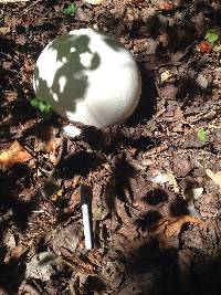 Calvatia gigantea image