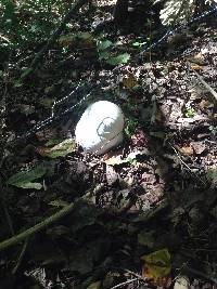 Calvatia gigantea image