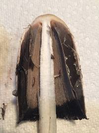 Coprinus comatus image