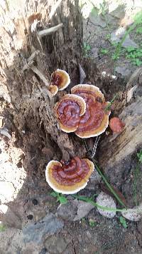 Ganoderma lucidum image