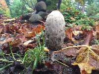 Coprinus comatus image