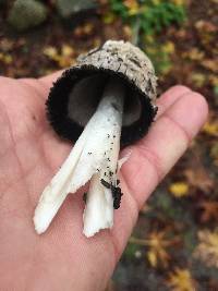 Coprinus comatus image