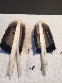 Coprinus comatus image