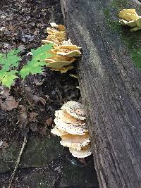 Laetiporus sulphureus image