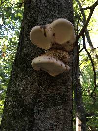 Fomitopsis betulina image