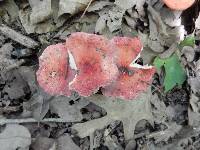 Russula sanguinaria image