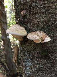 Fomitopsis betulina image