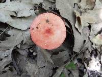 Russula sanguinaria image