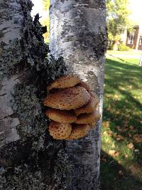 Pholiota flammans image