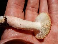 Russula sanguinaria image