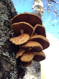 Pholiota flammans image