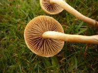 Agrocybe pediades image