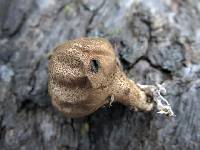 Lycoperdon pyriforme image