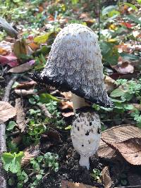 Coprinus comatus image