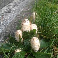 Coprinus comatus image