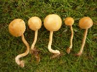 Agrocybe pediades image