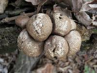 Lycoperdon pyriforme image