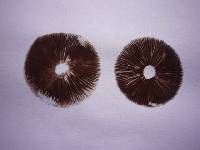 Agrocybe pediades image