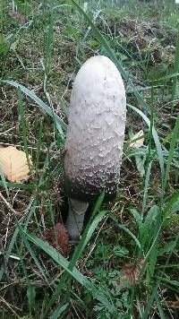 Coprinus comatus image