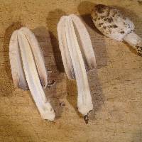 Coprinus comatus image