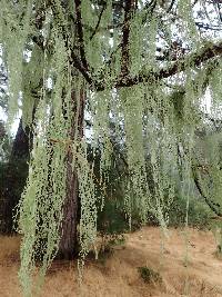 Ramalina menziesii image