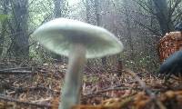 Clitocybe odora image