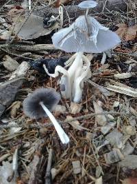 Coprinopsis lagopus image