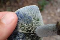 Lactarius indigo image