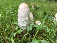 Coprinus comatus image