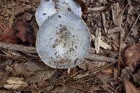 Lactarius indigo image