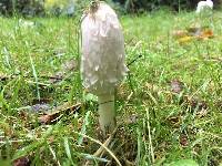 Coprinus comatus image