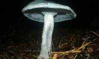 Clitocybe odora image