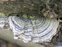 Trametes versicolor image