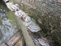 Trametes versicolor image