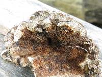 Trametes versicolor image