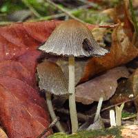 Coprinopsis atramentaria image