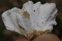 Trametes versicolor image