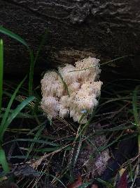 Hericium americanum image