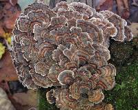 Trametes versicolor image