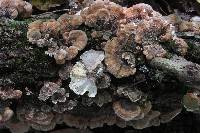 Trametes versicolor image