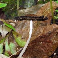 Coprinopsis atramentaria image