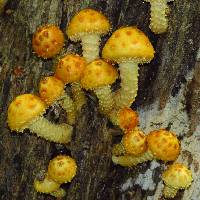 Pholiota aurivella image